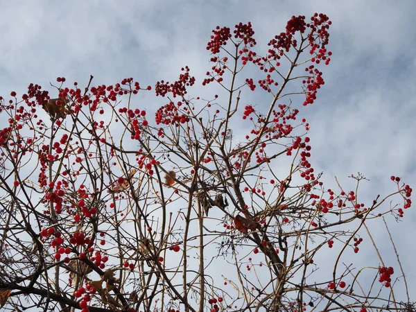 Bacche Viburnum Rosso Nell Albero Giornata Sole Autunnale — Foto Stock