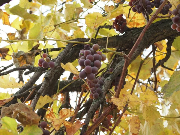 Reife Trauben Einem Weinstock Mit Hellem Sonnenhintergrund Erntezeit Weinberg — Stockfoto