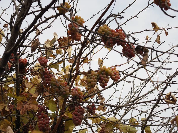 Uvas Maduras Una Vid Con Brillante Fondo Sol Temporada Cosecha — Foto de Stock