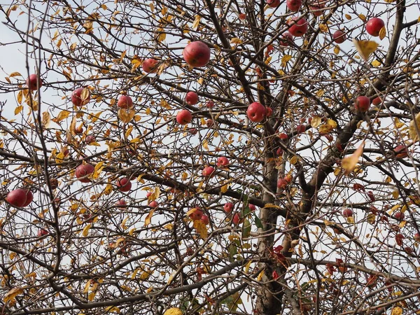 Ein Alter Apfelbaum Mit Überreifen Vergessenen Äpfeln Herbst Ohne Blätter — Stockfoto