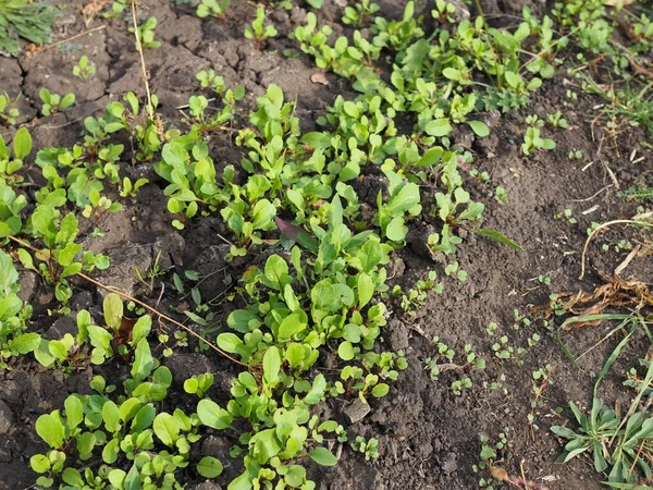 Φυτό Arugula Που Καλλιεργείται Βιολογικό Λαχανόκηπο — Φωτογραφία Αρχείου