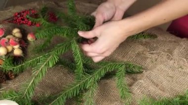 Bir çiçekçinin dişi elleri küçük ladin dallarını yırtıyor. Bir Noel kompozisyonu oluşturuyor. Dekorasyon için hazırlık. Yakın çekim