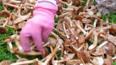 Pembe eldivenli bir el kesilmiş baldew geçer. Mantarlar yeşil çimenlerin üzerinde uzanır. Bir sürü sonbahar mantarı. Closeup