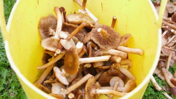 Miele appena tagliato gettato in un secchio giallo brillante, cesto. Tanti funghi autunnali. I funghi raccolti che si trovano in un mucchio. Fungo del raccolto. Da vicino. — Video Stock