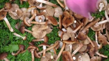 Pembe eldivenli bir el kesilmiş baldew geçer. Mantarlar yeşil çimenlerin üzerinde uzanır. Bir sürü sonbahar mantarı. Çerçeve hareketi aşağıdan yukarıya.