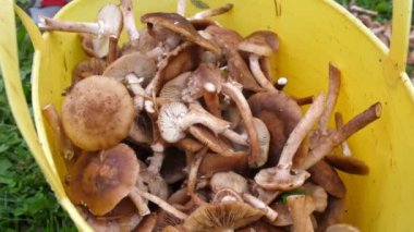 Taze kesilmiş honeydew parlak sarı kova, sepet içine atılmış. Bir sürü sonbahar mantarı. Toplanan mantarlar bir yığın içinde yatıyor. Hasat mantarı. Mantar dolu kova.