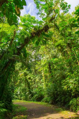 La Soufrire volkanı, Basse-Terre, Guadeloupe yakınlarında büyük tang.