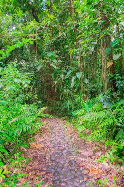 Basse-Terre'de tropikal orman, Guadeloupe'un batısında