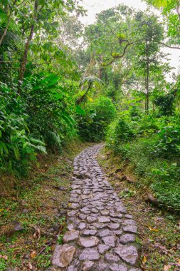 Basse-Terre'de tropikal orman, Guadeloupe'un batısında