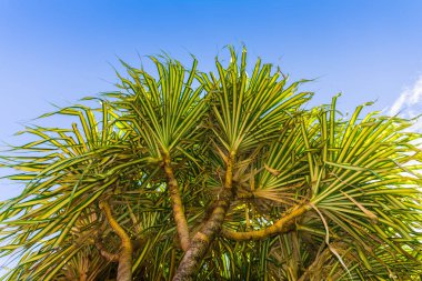 La Soufriere yanardağı, Basse-Terre, Guadeloupe yakınlarındaki Grand etang.