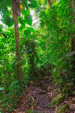 La Soufriere yanardağı, Basse-Terre, Guadeloupe yakınlarındaki Grand etang.
