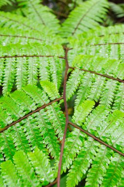 Tropikal orman yaprak kapatın arka plan