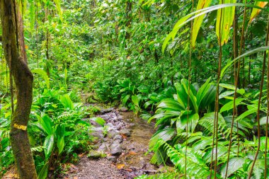 La Soufriere yanardağı, Basse-Terre, Guadeloupe yakınlarındaki Grand etang.