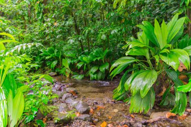 La Soufriere yanardağı, Basse-Terre, Guadeloupe yakınlarındaki Grand etang.