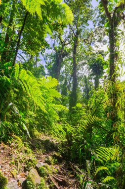 La Soufriere yanardağı, Basse-Terre, Guadeloupe yakınlarındaki Grand etang.