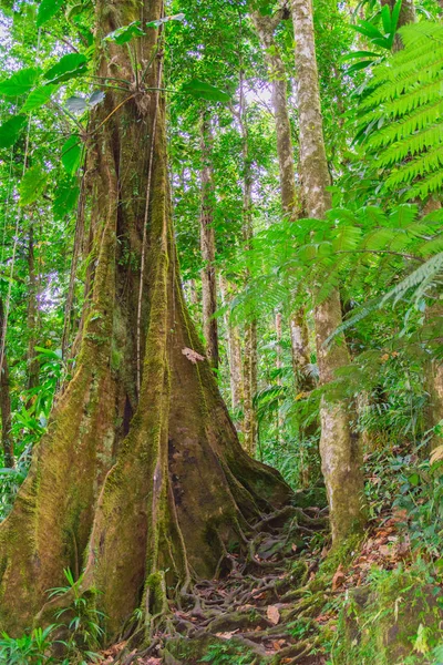 Tropischer Dschungel Basse Terre Westlich Von Guadeloupe — Stockfoto