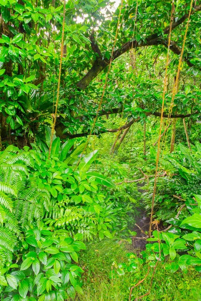 Tropischer Dschungel Basse Terre Westlich Von Guadeloupe — Stockfoto