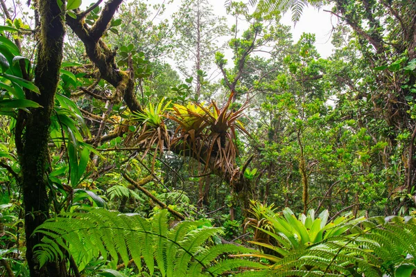 Selva Tropical Basse Terre Oeste Guadalupe —  Fotos de Stock
