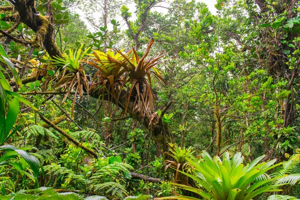 Selva Tropical Basse Terre Oeste Guadalupe — Fotografia de Stock