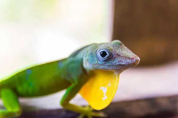 Anolis Marmoratus Speciosus Ještěrka Basse Terre Guadeloupe — Stock fotografie