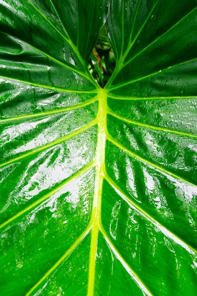 Tropické Džungle Listí Zblízka Pozadí — Stock fotografie