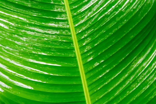 Tropikalna Dżungla Liść Zbliżenie Tła — Zdjęcie stockowe