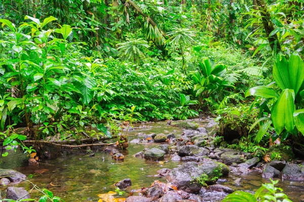 Grand Etang Perto Vulcão Soufriere Basse Terre Guadalupe — Fotografia de Stock