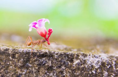 Yaprak-kesici karınca, acromyrmex octospinosus, Basse-Terre, Guadeloupe 