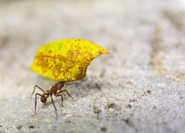 Yaprak-kesici karınca, acromyrmex octospinosus, Basse-Terre, Guadeloupe 