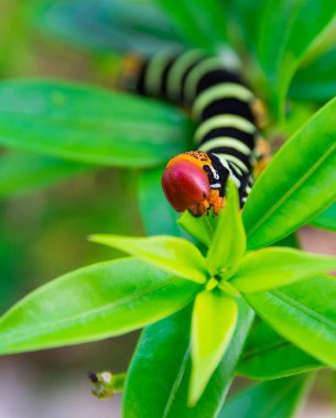 Pseudosphinx tetrio caterpillar closeup, Guadeloupe