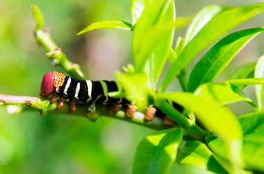 Pseudosphinx tetrio caterpillar closeup, Guadeloupe