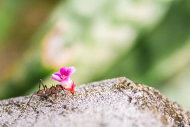 Yaprak-kesici karınca, acromyrmex octospinosus, Basse-Terre, Guadeloupe 