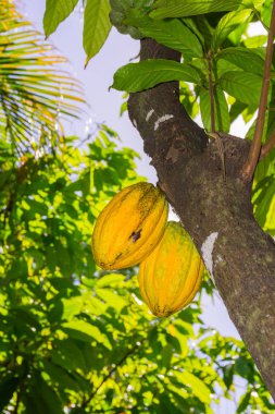 Guadeloupe 'dan Kakao, Basse-Terre, Guadeloupe