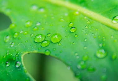 Tropikal orman yaprak kapatın arka plan