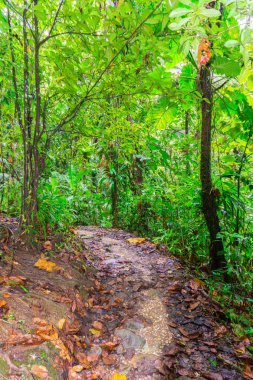 Basse-Terre'de tropikal orman, Guadeloupe'un batısında