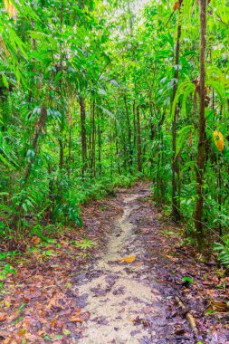 Basse-Terre'de tropikal orman, Guadeloupe'un batısında