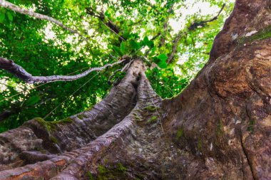 Basse-Terre'de tropikal orman, Guadeloupe'un batısında