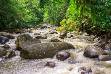 Basse-Terre'de tropikal orman, Guadeloupe'un batısında
