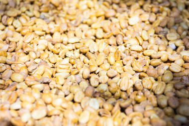 Kahve çekirdekleri içinde bir plantation, Basse-Terre, Guadeloupe