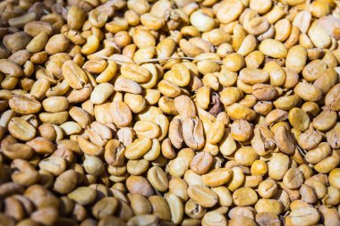 Kahve çekirdekleri içinde bir plantation, Basse-Terre, Guadeloupe