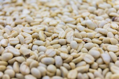 Kahve çekirdekleri içinde bir plantation, Basse-Terre, Guadeloupe