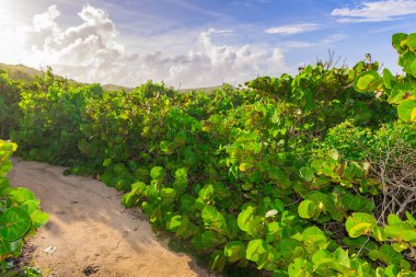 Pointe des chateaux, Grande-Terre, Guadeloupe