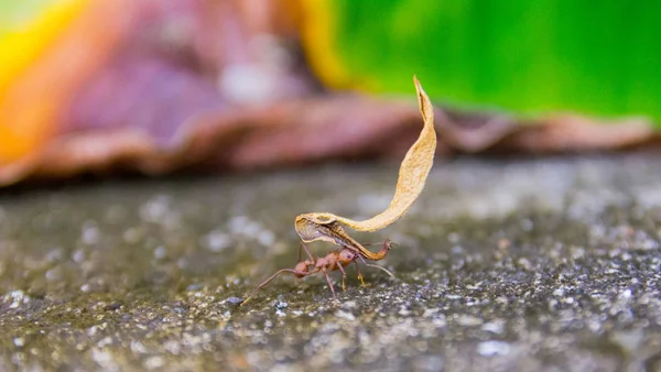 Yaprak-kesici karınca, acromyrmex octospinosus, Basse-Terre, Guadeloupe 