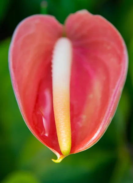 Bloemen Van Het Prachtige Eiland Guadeloupe — Stockfoto