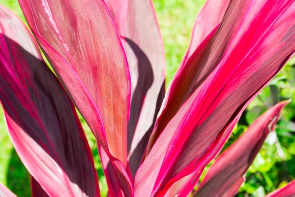 Tropical jungle leaf close up background