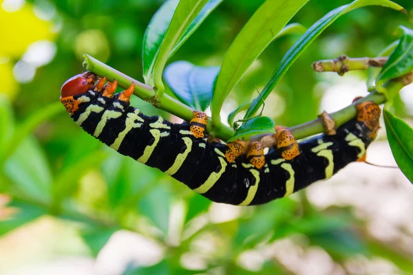 Pseudosphinx Tetrio Caterpillar Närbild Guadeloupe — Stockfoto
