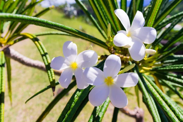 Fleurs Belle Île Guadeloupe — Photo