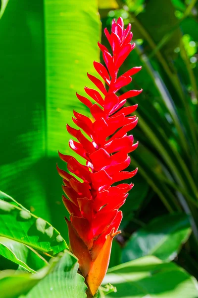 Květiny Nádherného Ostrova Guadeloupe — Stock fotografie