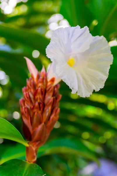 Λουλούδια Από Όμορφο Νησί Της Γουαδελούπη — Φωτογραφία Αρχείου