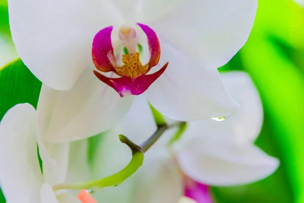 Bloemen Van Het Prachtige Eiland Guadeloupe — Stockfoto